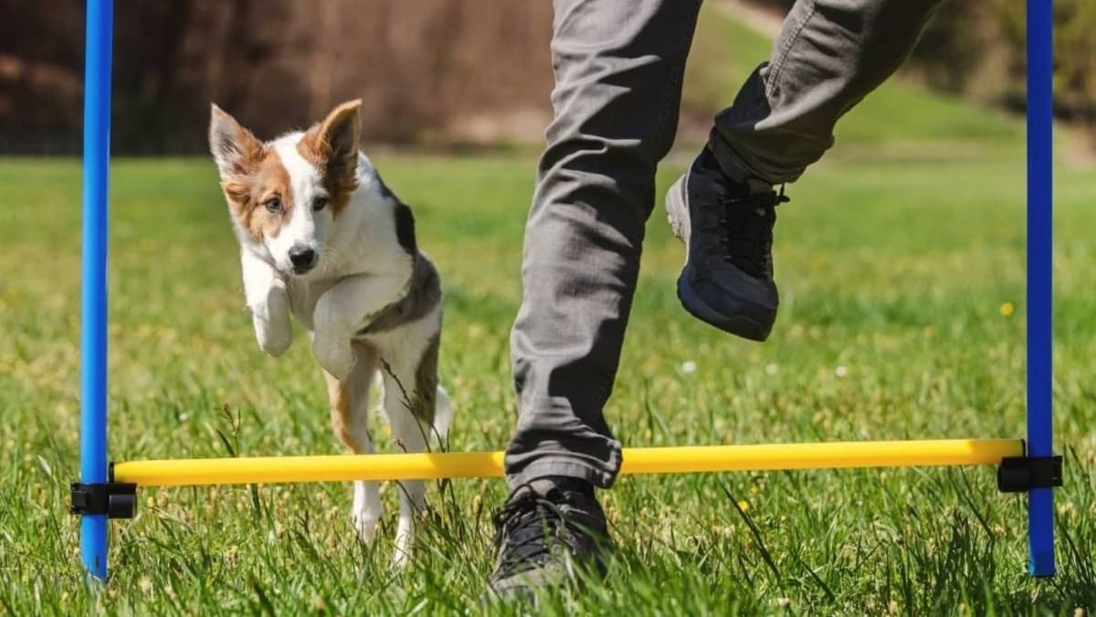 7 Best Dog Agility Training Equipment For Small Dogs
